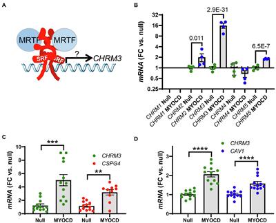 Regulation of the Muscarinic M3 Receptor by Myocardin-Related Transcription Factors